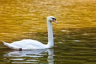 《幻兽帕鲁》开发商并不担心侵权宝可梦：内部审查过了