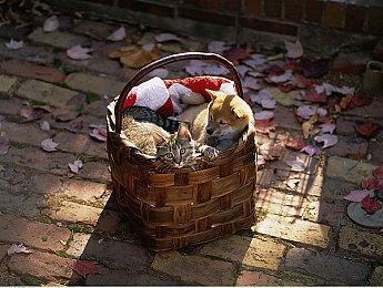 《星刃》总监确认女主体模是申在恩：她的身材太完美